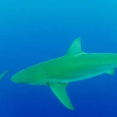 A shark passing the cage in clear blue water