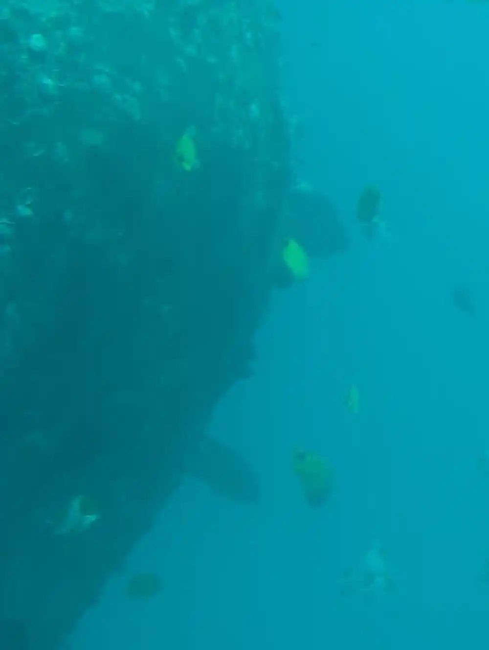 A dark hull surface with small fish against green water