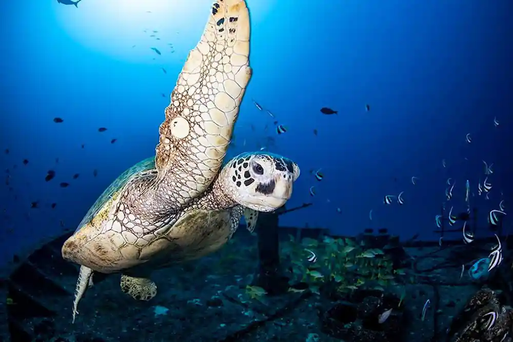 A green sea turtle close to the camera above the reef