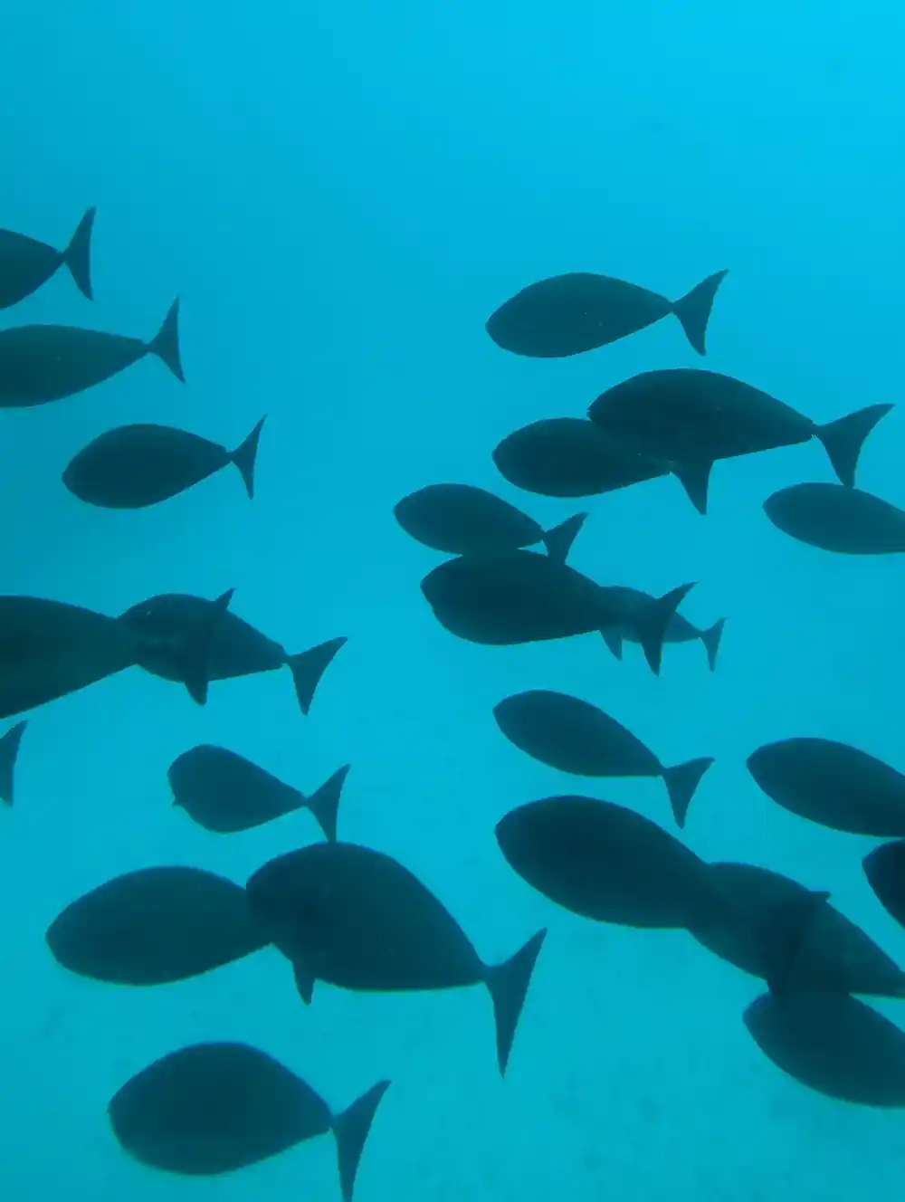 A school of fish silhouetted in turquoise water