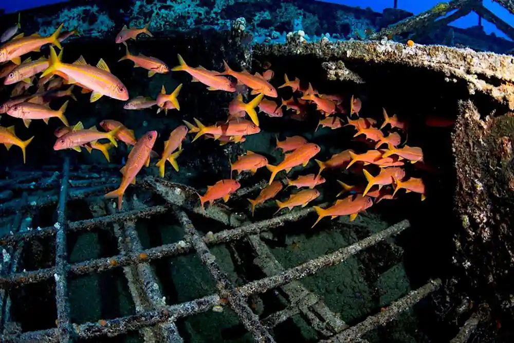 A shoal of orange soldierfish packed along the frame of a sunken wreck