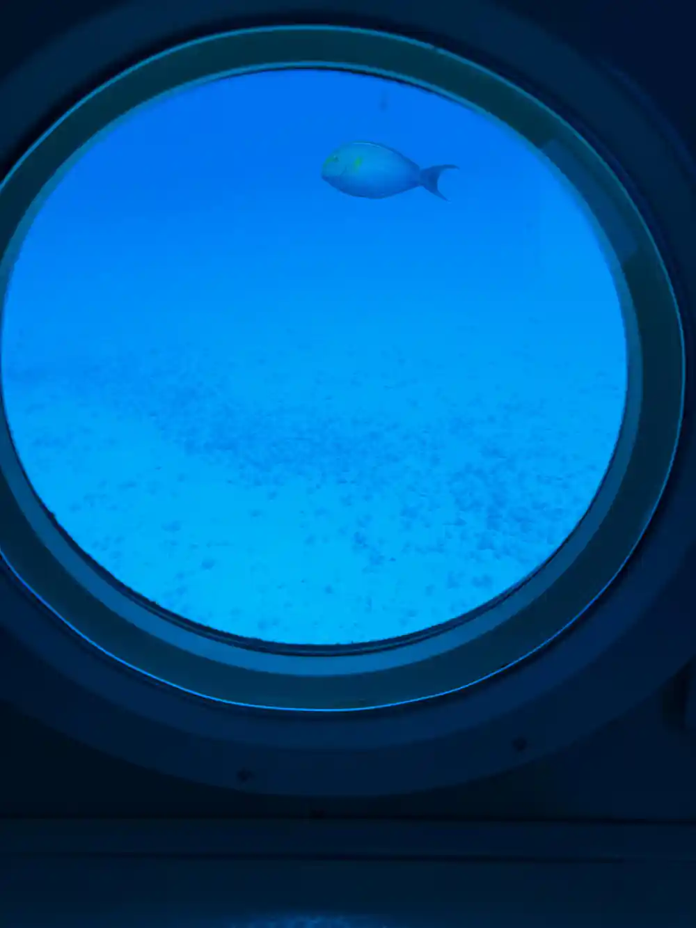A single fish against open blue through a viewport